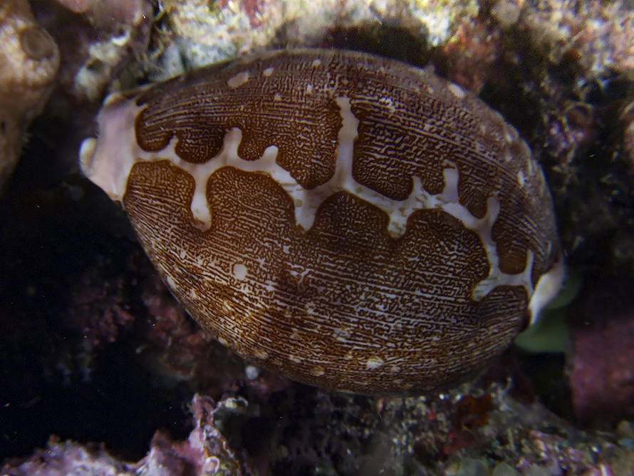 Leporicypraea mappa 